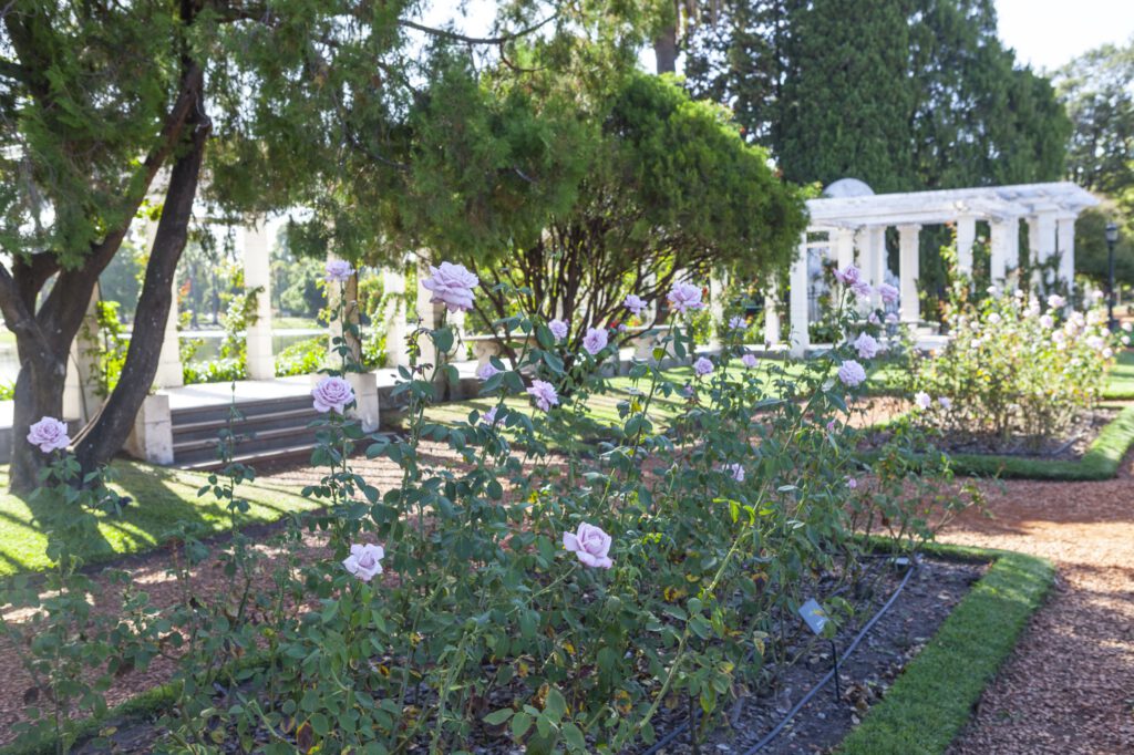 Parque El Rosedal y Poda anual