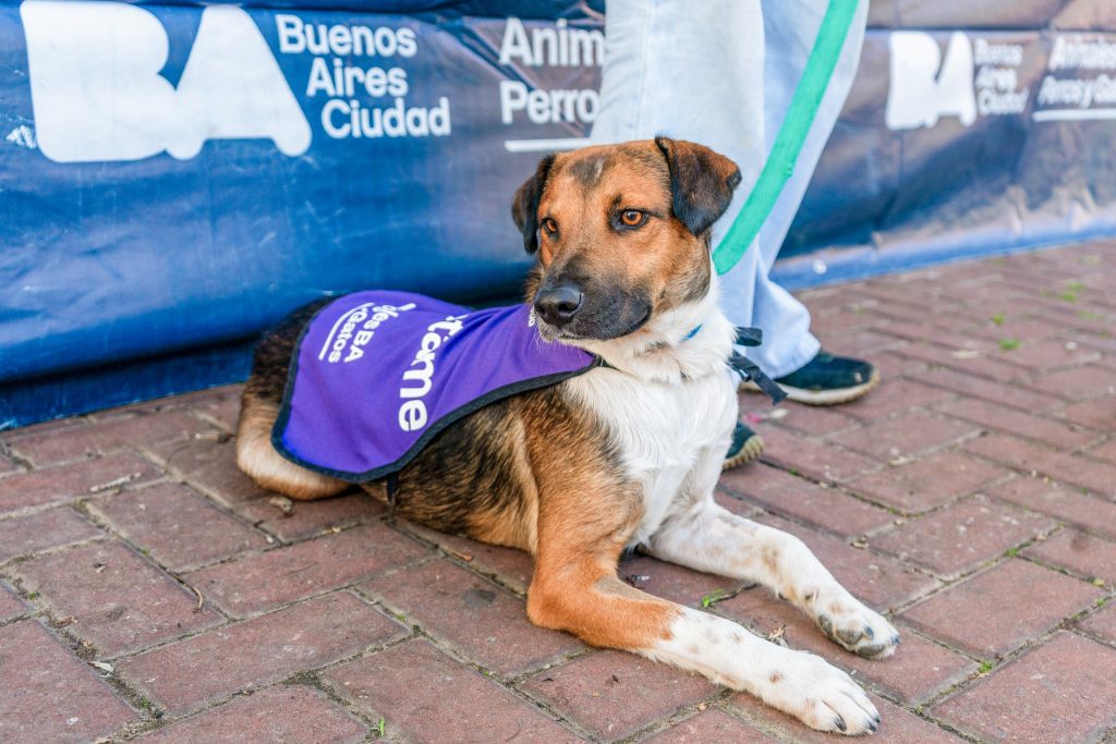 Jornadas de adopción